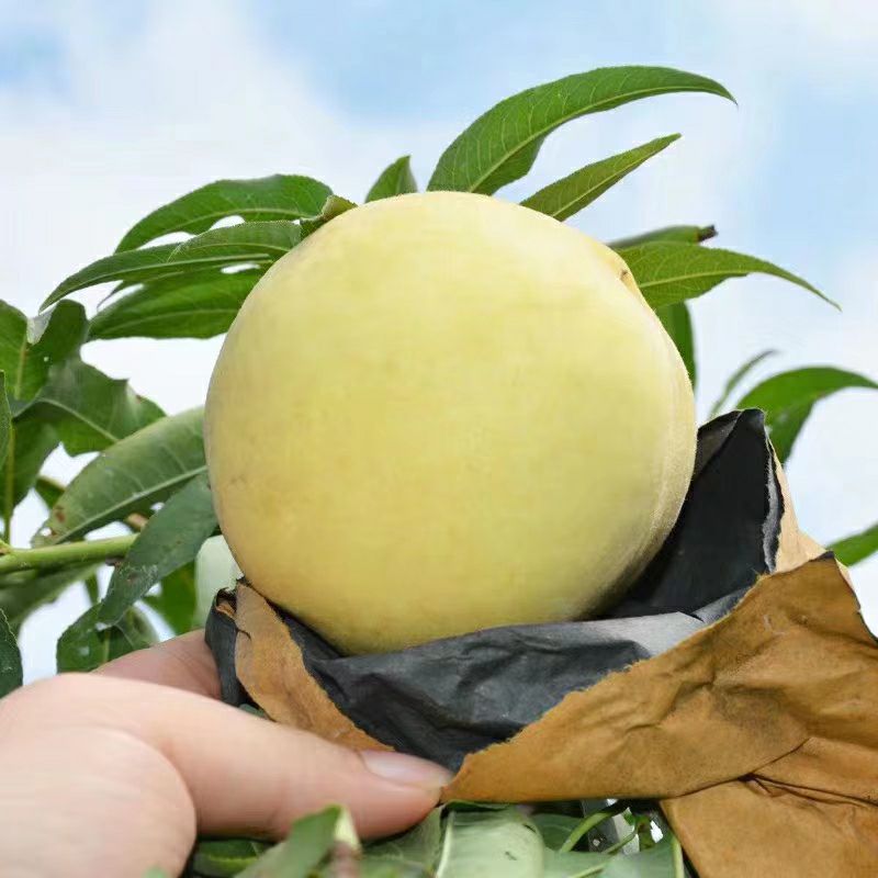  农家自产，天然无公害，有机鲜雪桃