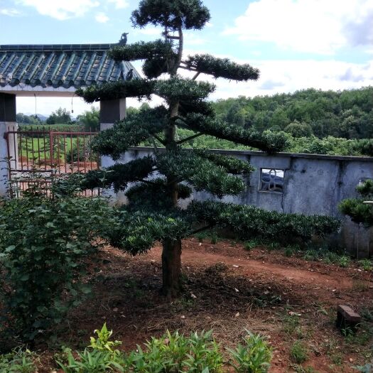 浏阳市造型罗汉松