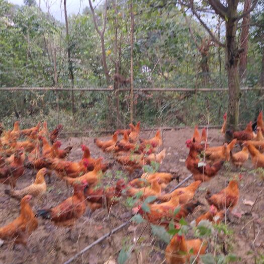 酉阳k9鸡 靓货随时有，具体平台联系