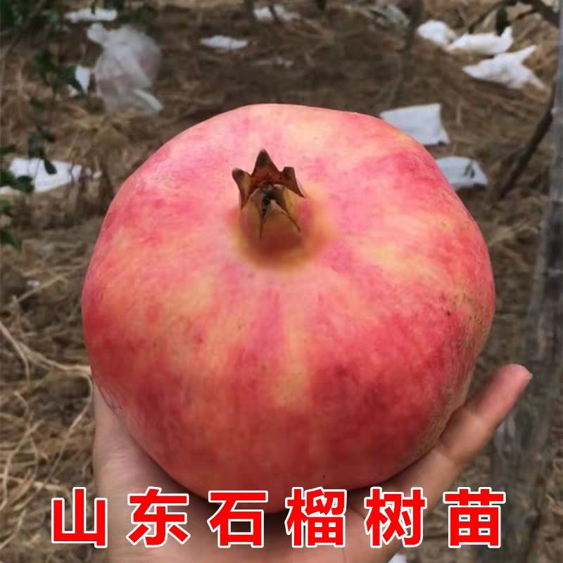 蒙阳红石榴苗  优质苗 当年挂果 产量高