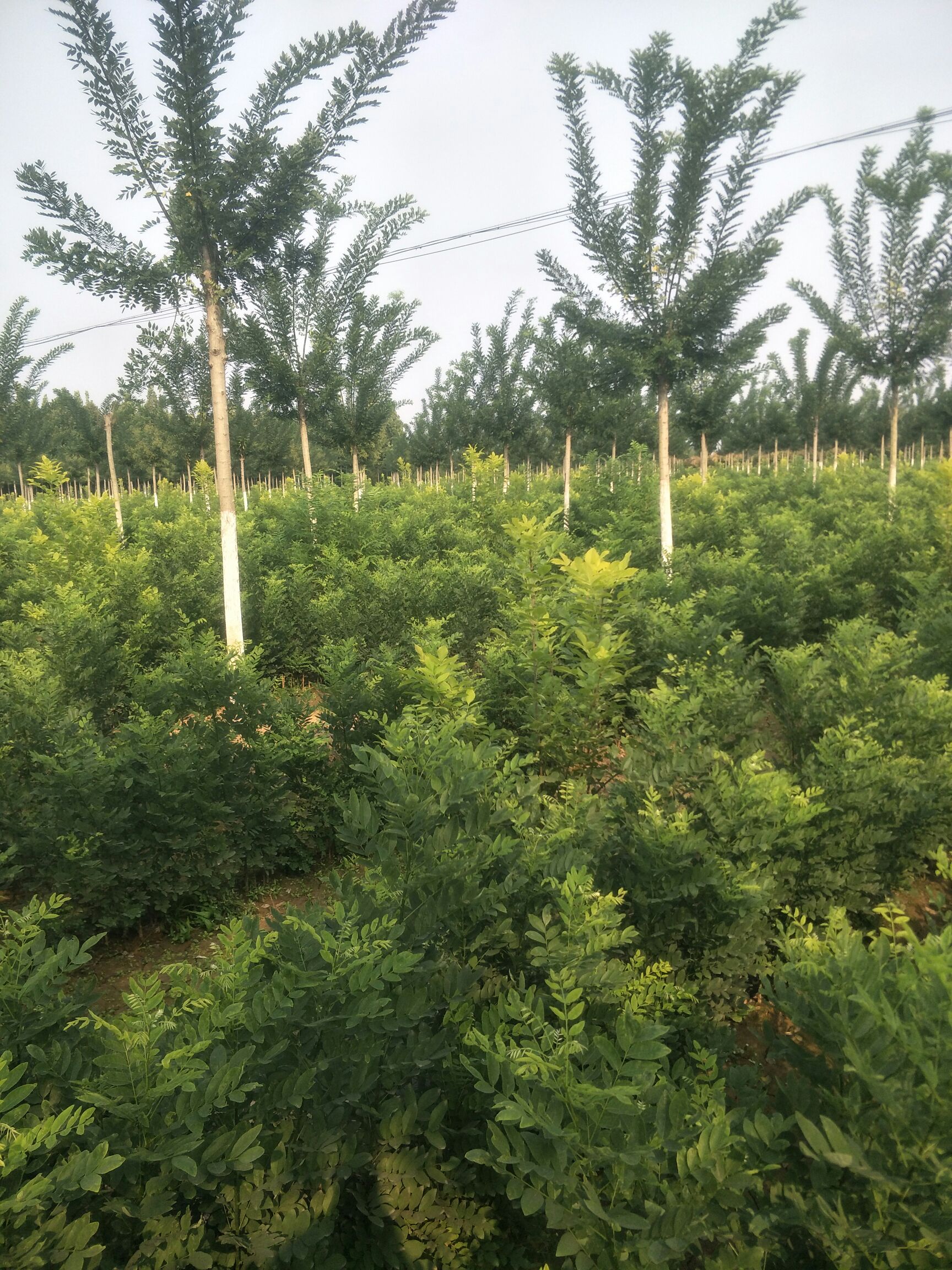  速生国槐小苗，老国槐小苗，原生国槐小苗淑女国槐小苗，