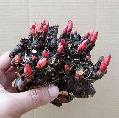 多花芍药 【勺药花盆栽 四季大根块多年生花卉盆栽易种带芽发货种跟当年开