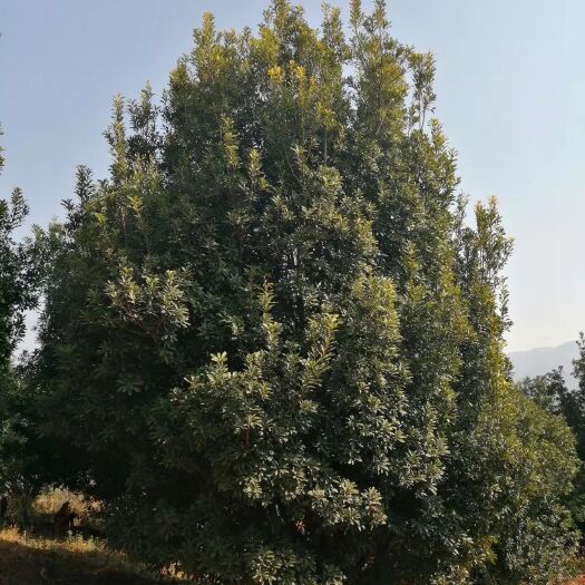 昆明杨梅树 价格便宜，品质好。