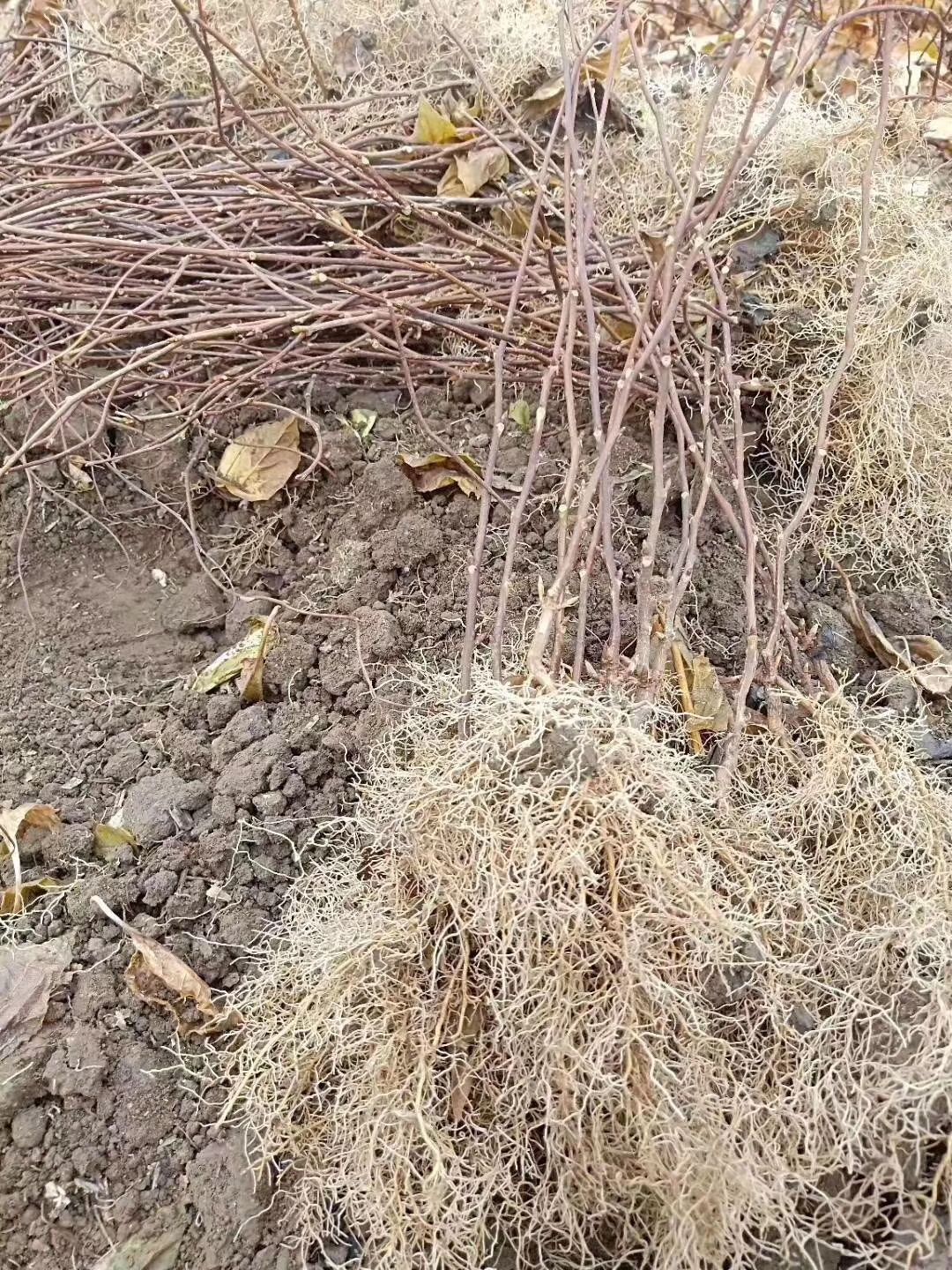 本溪桓仁五味子苗 品质药苗 直发全国各地 可靠种植货源