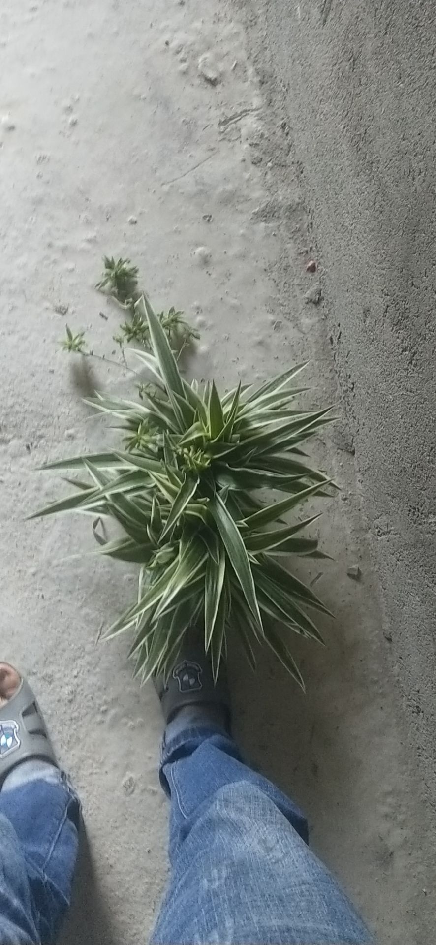 金边吊兰 30~50cm