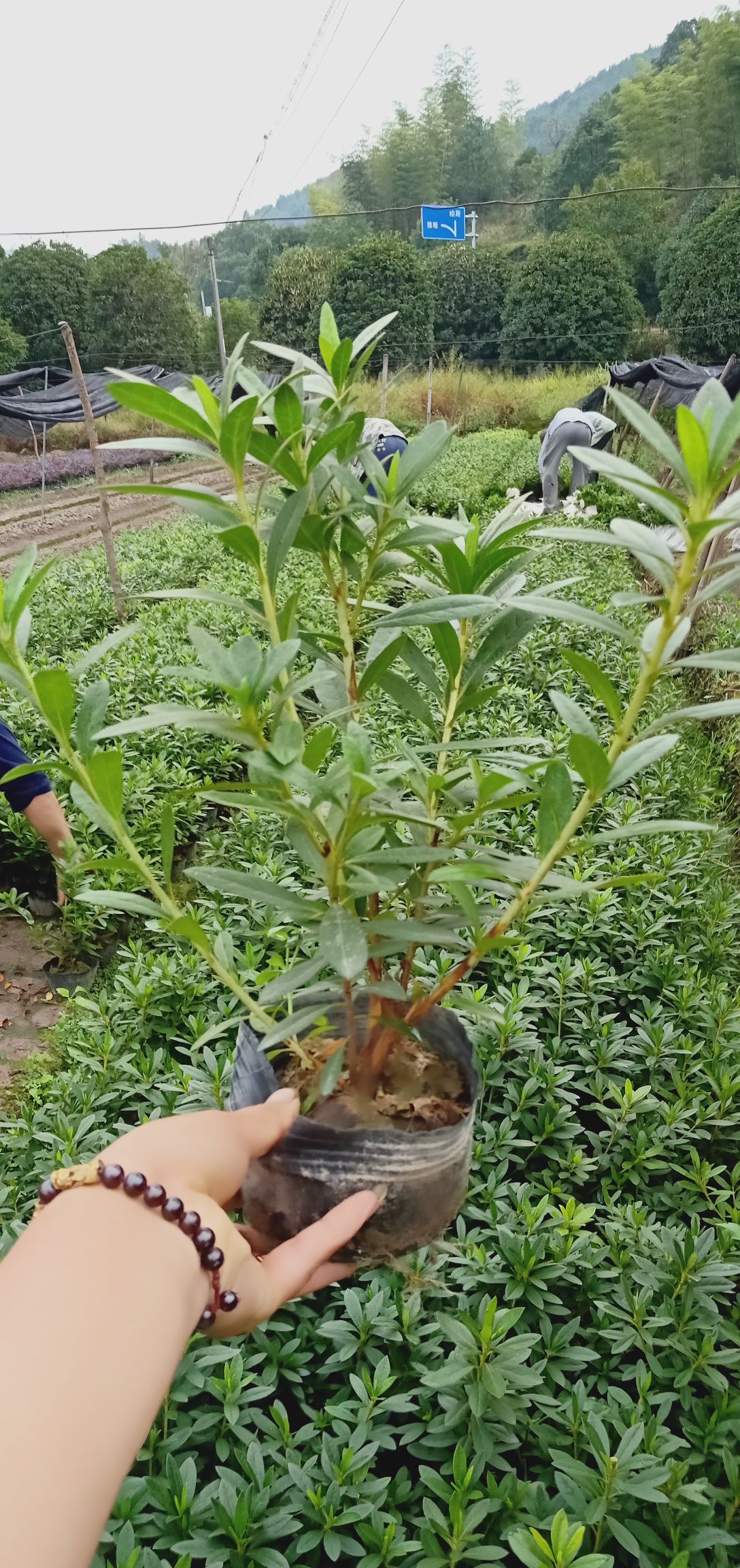 小叶女贞苗 毛娟大杯苗