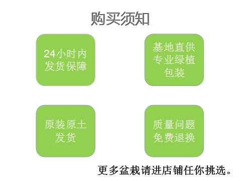 金边吊兰 30~50cm