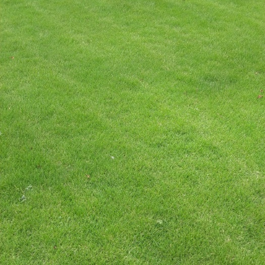 滁州马尼拉草皮 25斤/平方
