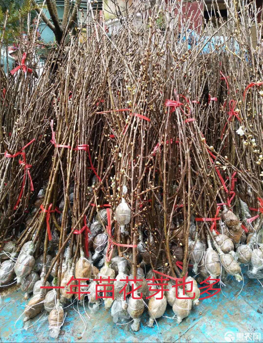 玛瑙红樱桃树苗 大果樱桃，玛瑙红，车厘子，红灯，俄八，美早