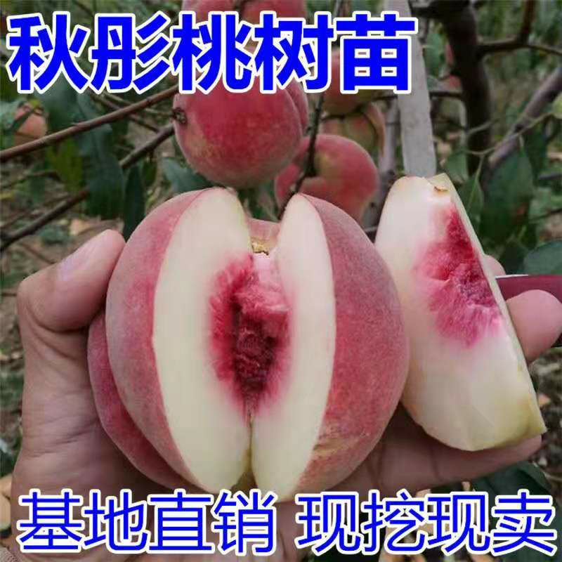 秋红桃苗 苗圃直供，保证品种和成活。1-3嫁接苗都有，免费技术指导。