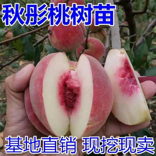 平邑县秋红桃苗 苗圃直供，保证品种和成活。1-3嫁接苗都有，免费技术指导。