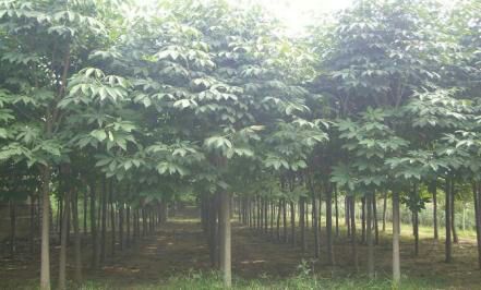  大量供应。红玉兰树。七叶树雪松树。大叶女贞。红叶石楠。小叶贞