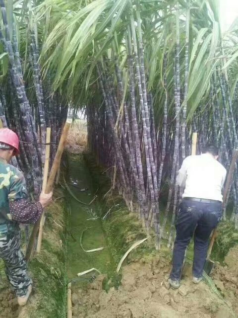 曹县黑皮甘蔗 黑皮蜜蔗