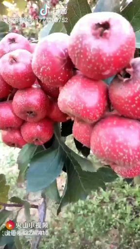 临朐县 优质大金星山楂个头大色泽光亮酸甜爽口是理想的保健水果