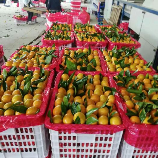城固县沙糖桔 皮薄无籽颜色靓丽