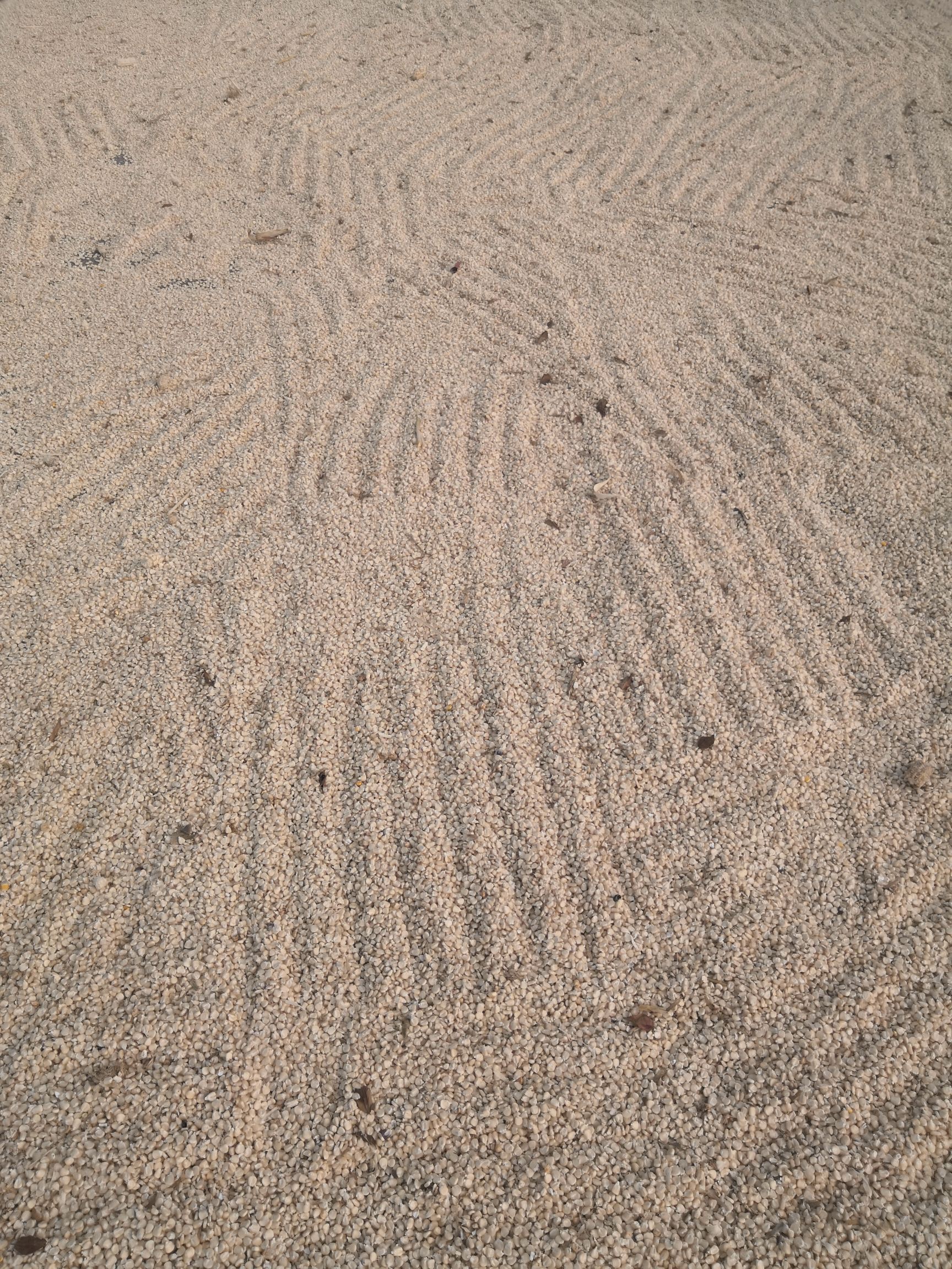 干糯玉米粒  有需要的联系