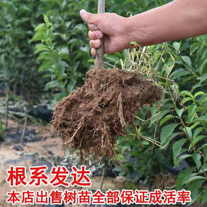 沂蒙霜红1号苗 苗圃直供，保证品种和成活。1-3嫁接苗都有，免费技术指导。