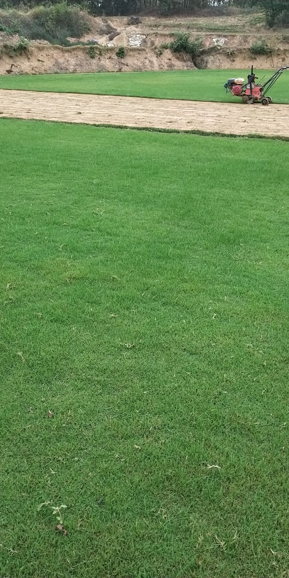 百慕大 23斤/平方