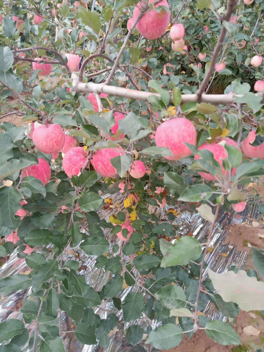 庄浪苹果 欢迎大家采购