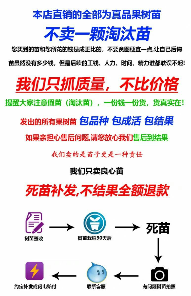 波姬红无花果苗 基地直销现挖现卖包品种 死苗补发 可实地考察定苗