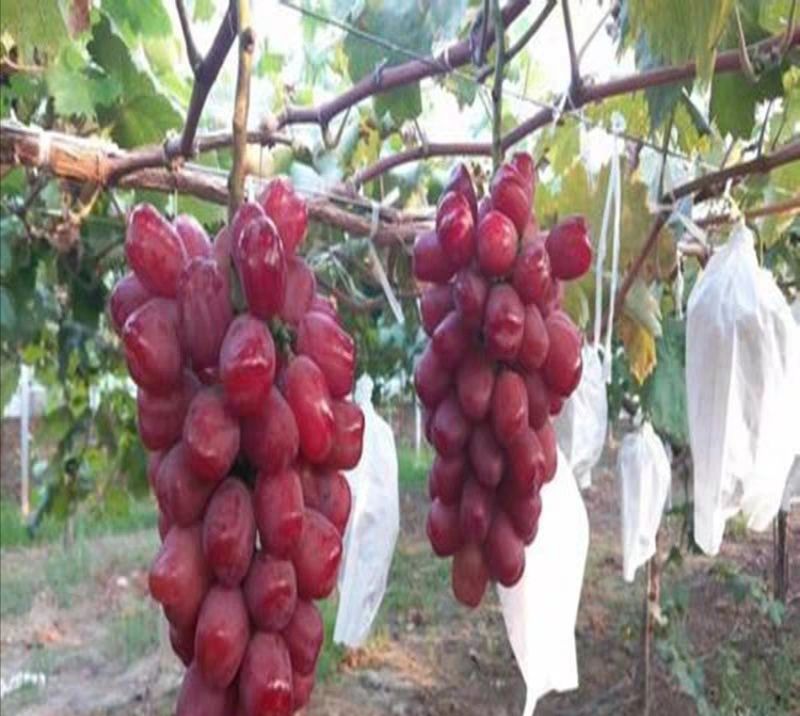  浪漫红颜葡萄苗，天然无核品种纯正，基地直销，现挖现卖