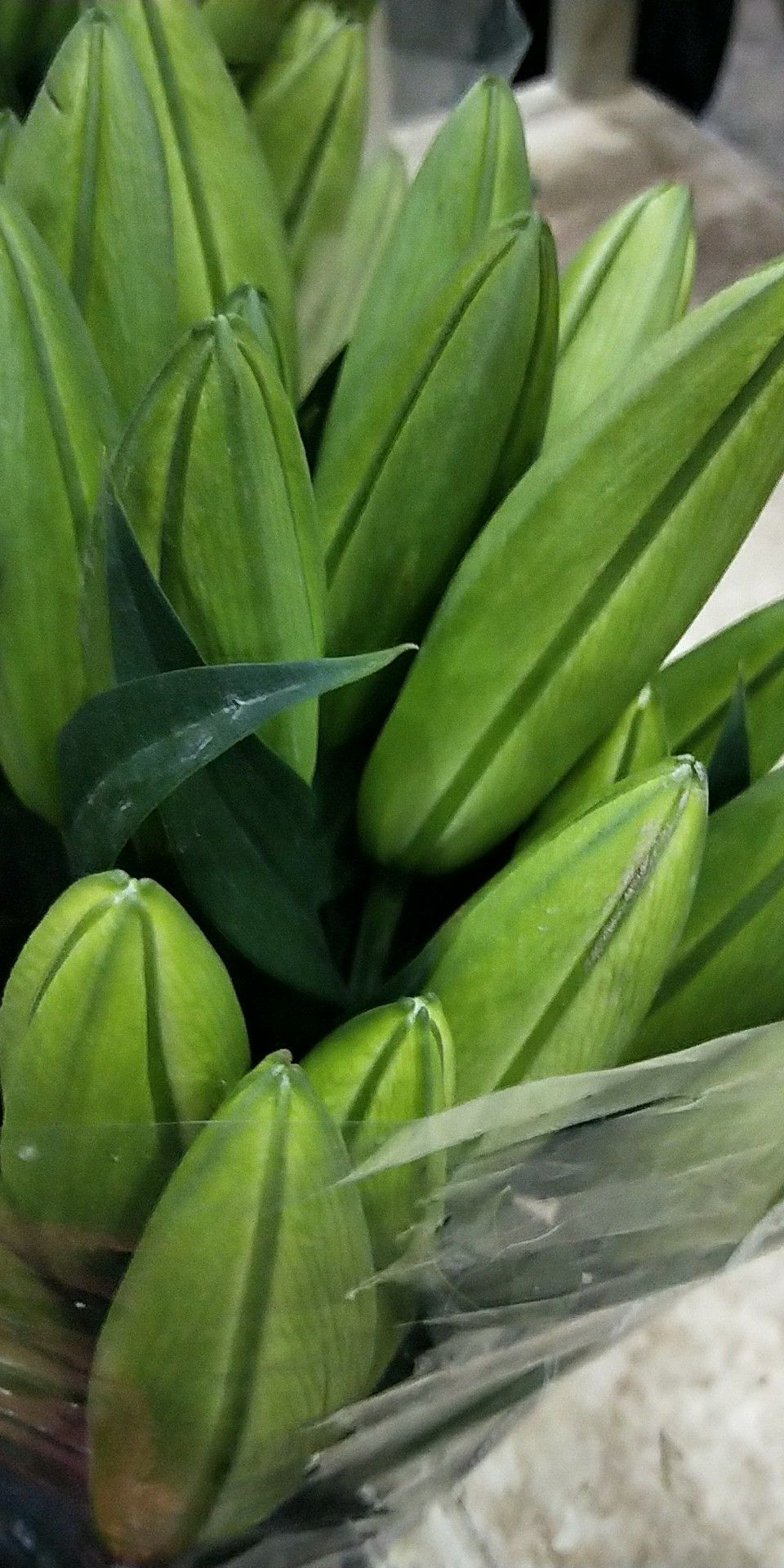 百合花 云南鲜花批发昆明鲜花斗南基地鲜花批发优质鲜花