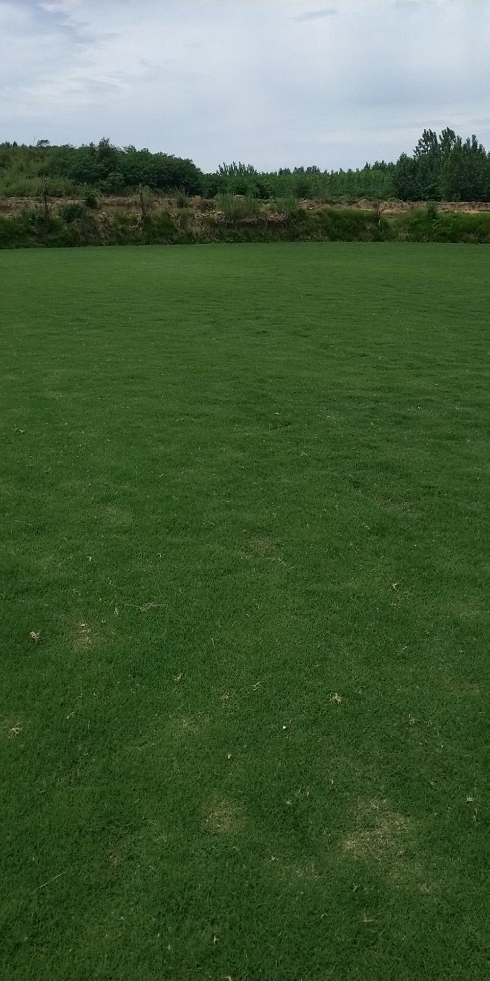 百慕大 23斤/平方