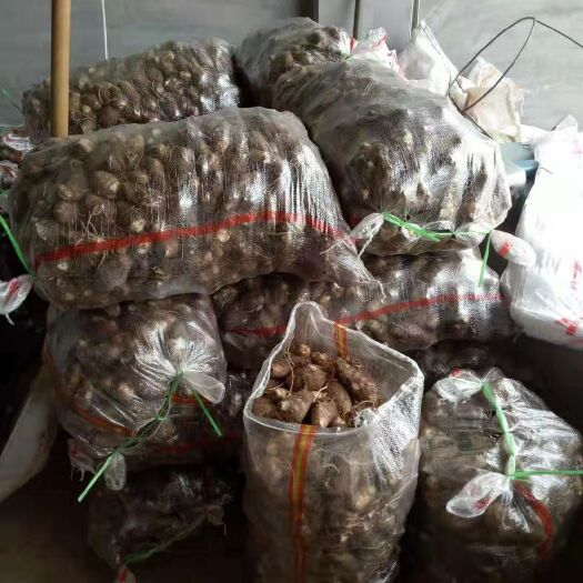 莒县毛芋头 3cm以上