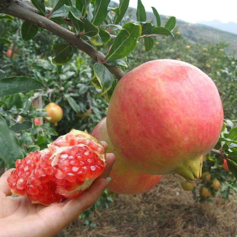 蒙阳红石榴苗  优质苗 当年挂果 产量高
