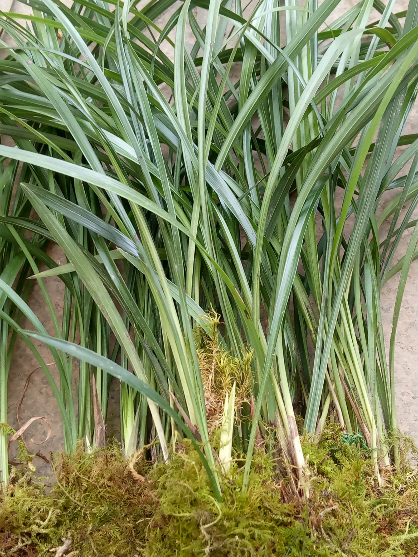 莲瓣兰莲瓣兰，包邮
