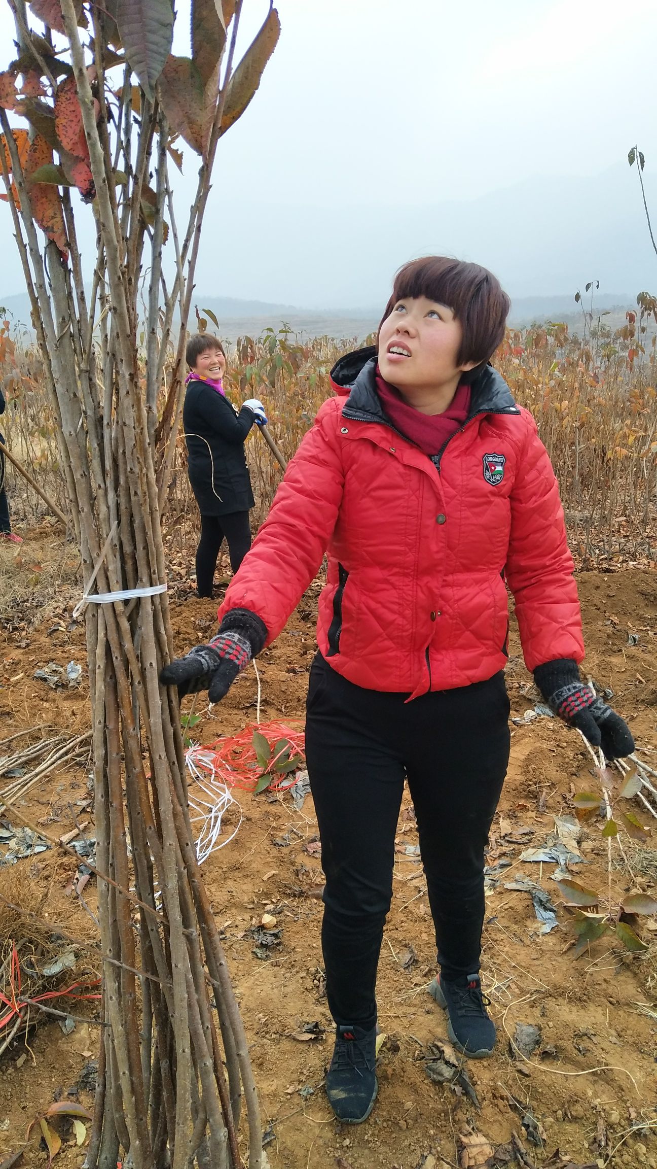  樱桃苗车厘子树苗