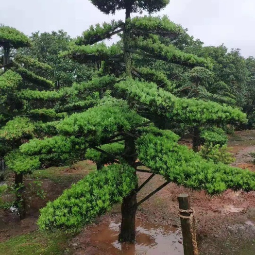 浏阳市 罗汉松。