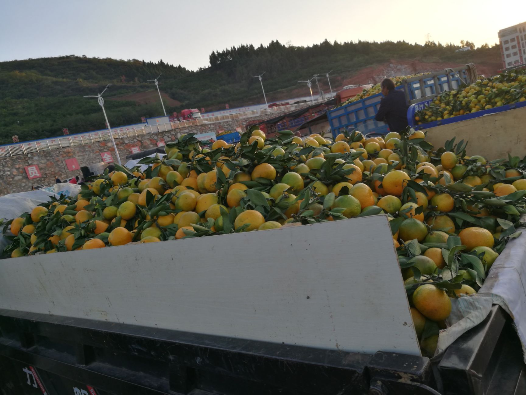 武当蜜橘 甘甜蜜桔大量上市