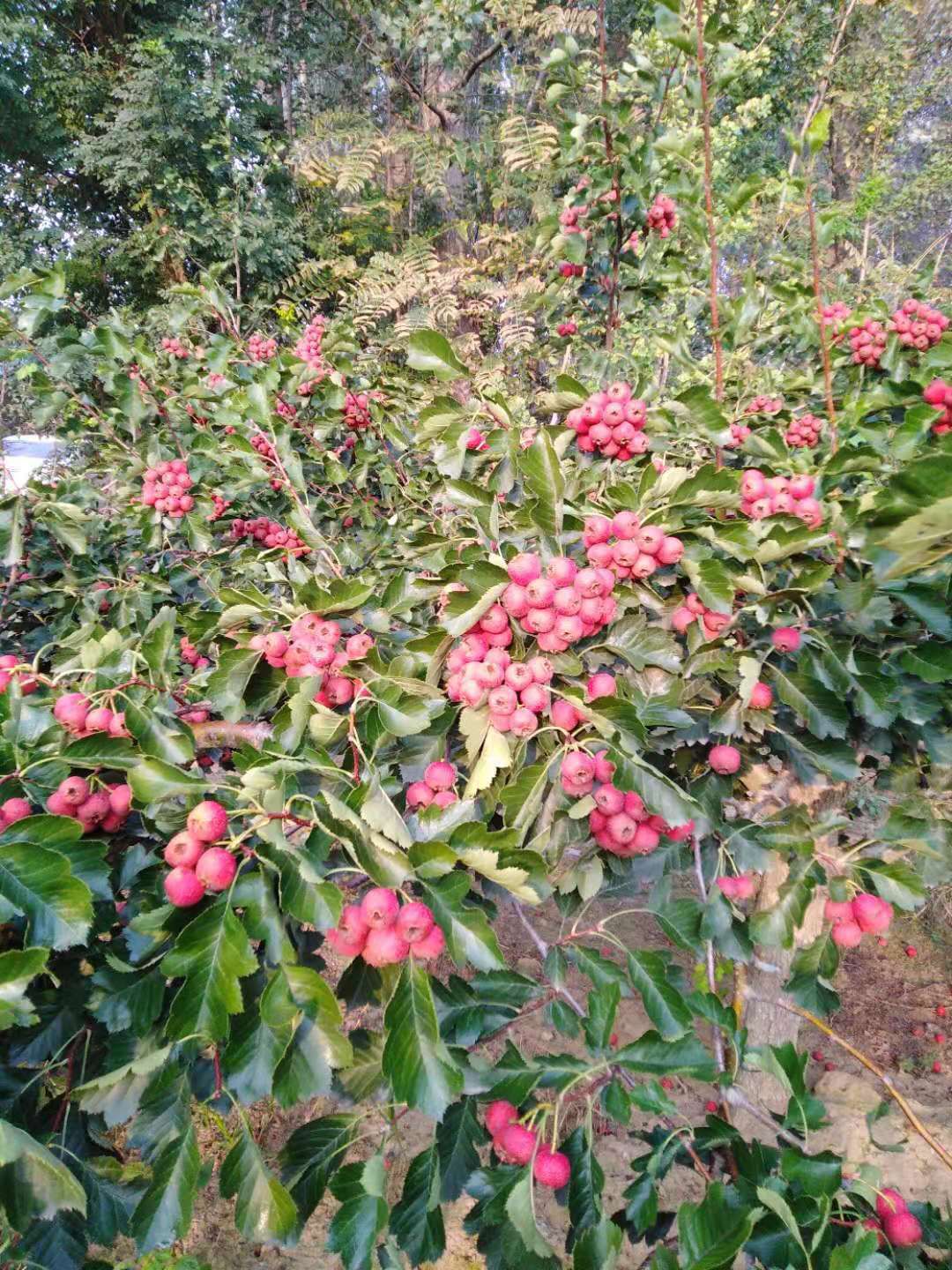 大金星山楂树苗