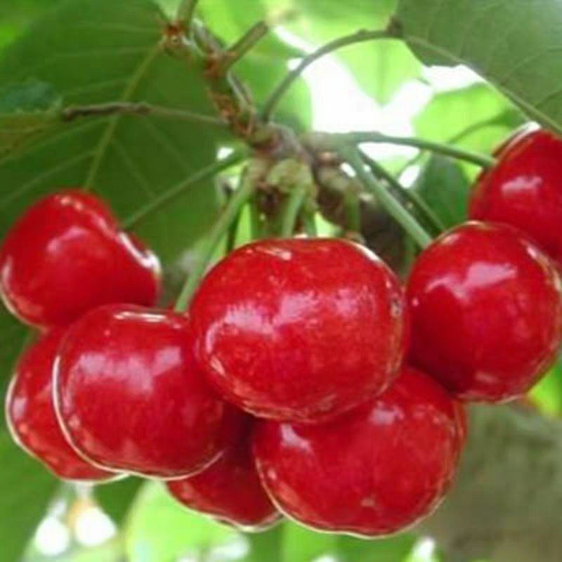  美早樱桃苗 基地直供 包品种包成活 死苗免费补发