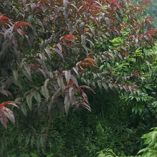 灵山县枇杷芒果苗