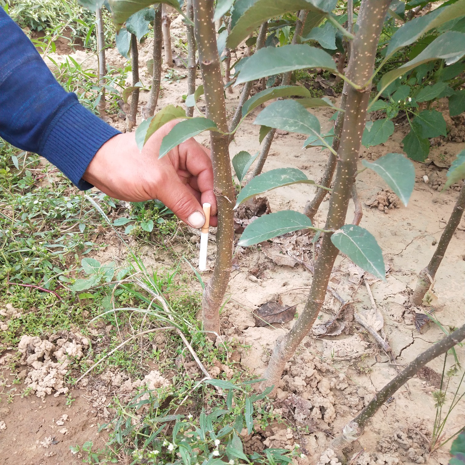 烟富10苹果苗 烟富10号苹果苗 包活包邮包品种！基地直供 现挖现卖