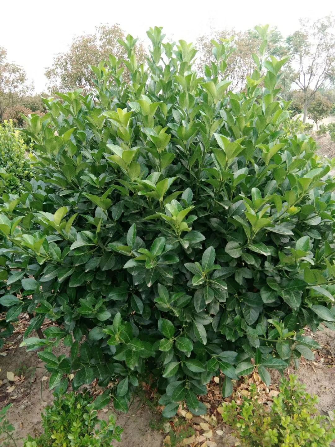  卫矛球价格卫矛毛球胶东卫矛苗