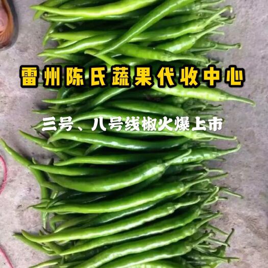 雷州市3号线椒已大量供应
