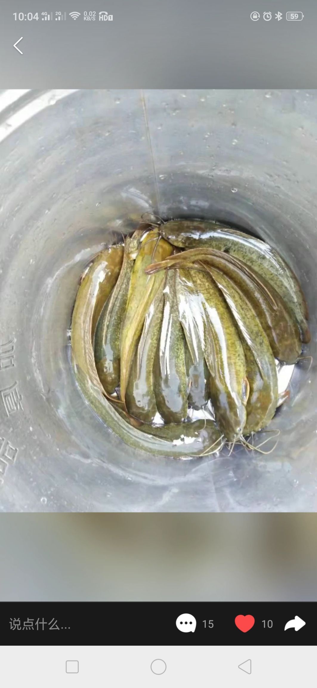 本地塘鲺 长期供应5两到7两