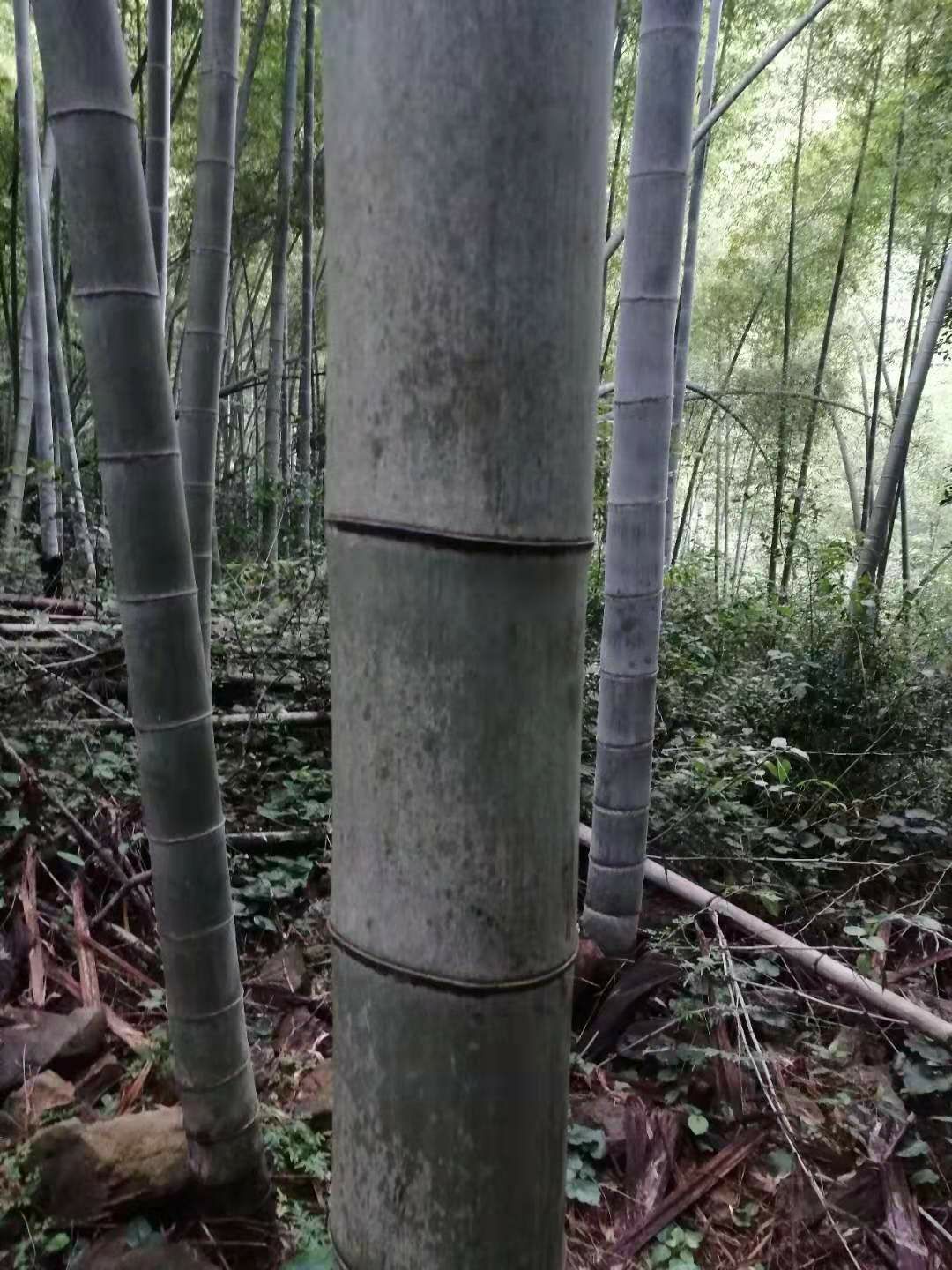 菜架竹 毛竹