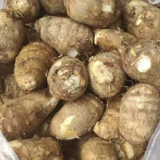  山东毛芋头 大球 中球 小球 通货 大量供应 全国发货