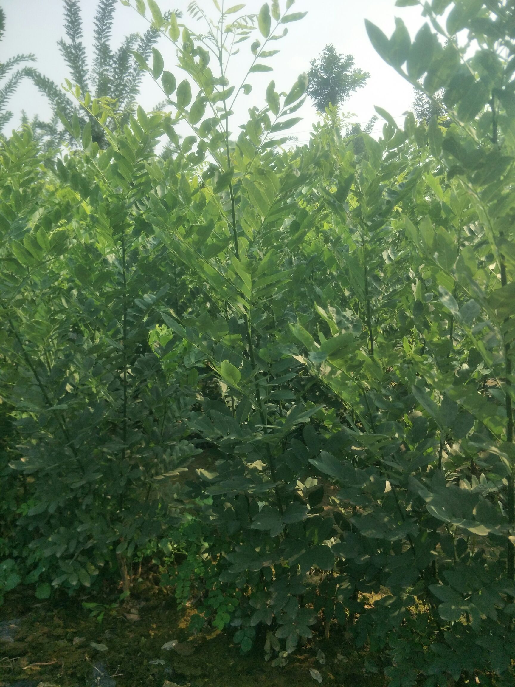  速生国槐小苗，老国槐小苗，原生国槐小苗淑女国槐小苗，