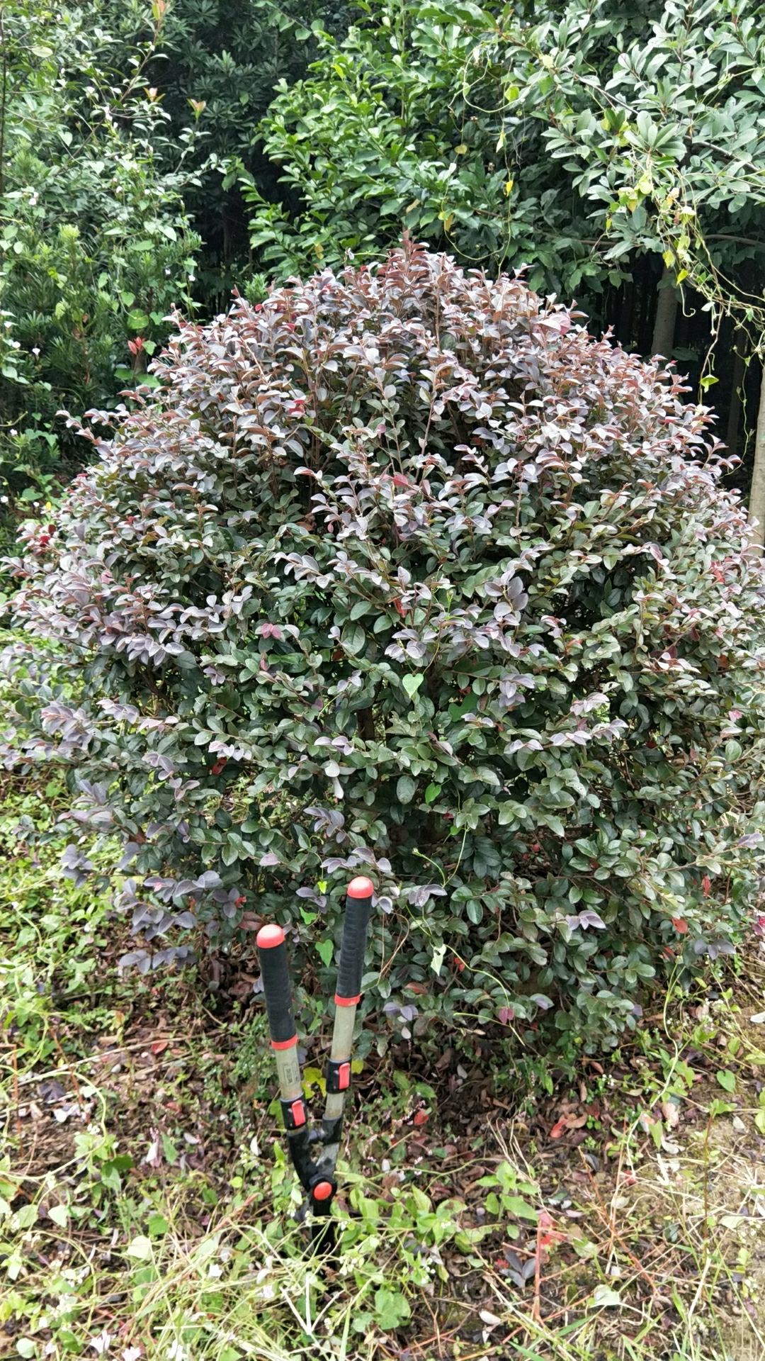 龟甲冬青球，茶梅球，红继，石楠球，茶花球， 60~2oocm