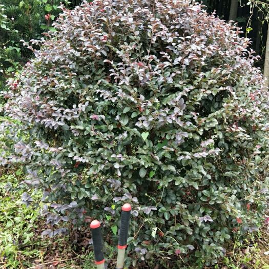 浏阳市红继木球，红叶石楠球，茶花球， 60~2oocm