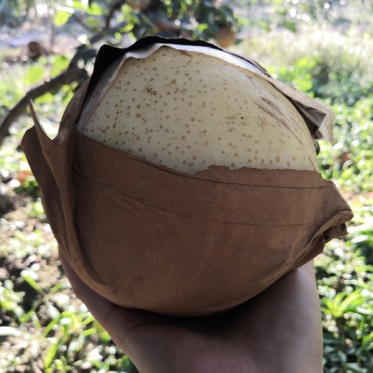 莱西市水晶梨 80mm以上 550-600g