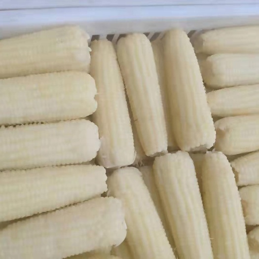 桦甸市速冻糯玉米 京科糯A级