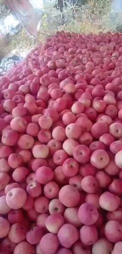  延长县高原糖心苹果