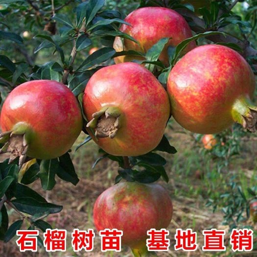 平邑县蒙阳红石榴苗  优质苗 当年挂果 产量高