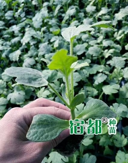 宿州美都西瓜苗，御都嫁接西瓜苗，美都西瓜嫁接苗【宿都种苗】
